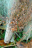 Pine processionary caterpillar (Thaumetopoea pityocampa) nests on Scots pine (Pinus sylvestris) on the ground. Removal of processionary caterpillar nests, which are harmful to trees and very stinging to animals and humans.