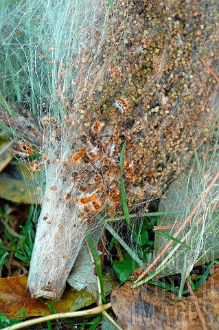 Pine_processionary_caterpillar_Thaumetopoea_pityocampa_nests_on_Scots_pine_Pinus_sylvestris_on_the_g