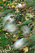 Pine processionary caterpillar (Thaumetopoea pityocampa) nests on Scots pine (Pinus sylvestris) on the ground. Removal of processionary caterpillar nests, which are harmful to trees and very stinging to animals and humans.