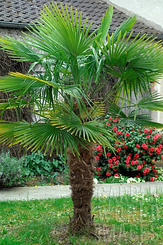Palm_tree_in_a_garden