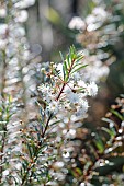 Chilean myrtle (Myrceugenia leptospermoides), an endangered shrub in its native habitat, in flower in September in the Tarn et Garonne, France