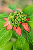 Inflorescence of a Fire on the Mountain (Euphorbia cyathophora) grown as an annual, Tarn et Garonne, France