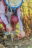 Woman cutting the shoots at the foot of a plum tree, in winter.