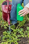 Fertilizing celeriac, a vegetable that requires a lot of fertilization.