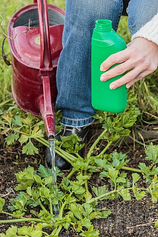 Fertilizing_celeriac_a_vegetable_that_requires_a_lot_of_fertilization