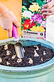 Planting freesias in a pot.