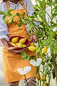 Woman picking lemons.