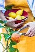 Woman harvesting a variegated orange, the so-called Vatican orange variety