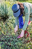 Woman cutting a clump of sage in late winter.