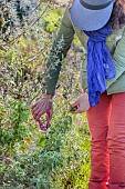 Woman cutting a cistus, at the end of winter.