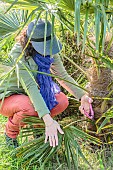 Woman cleaning the foot of a Chinese windmill palm (Trachycarpus fortunei), in late winter.