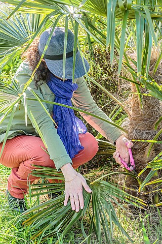 Woman_cleaning_the_foot_of_a_Chinese_windmill_palm_Trachycarpus_fortunei_in_late_winter