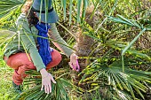 Woman cleaning the foot of a Chinese Palm (Trachycarpus), in late winter.