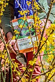 Application of organic fertiliser (crushed horn) to a flowering forsythia.