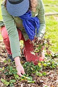 Weeding of strawberry plants at the end of winter.