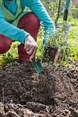 Planting an oregano on a mound of earth in poorly drained soil