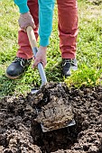 Digging a hole in poorly drained soil: decompact the soil before planting in very clayey and sticky soil.