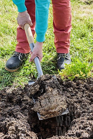 Digging_a_hole_in_poorly_drained_soil_decompact_the_soil_before_planting_in_very_clayey_and_sticky_s