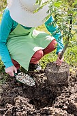 Classic planting mistake (not to be made): putting gravel at the bottom of the planting hole in clay soil.