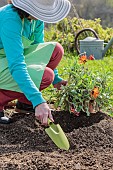 Woman planting a bedding flower African daisy (Arctotis sp) with a basin to retain rainwater.