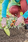 Woman planting a bedding flower African daisy (Arctotis sp) with a basin to retain rainwater.