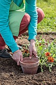 Tip for optimising watering: bury a clay pot next to a plant, so that it is easier to water and the water reaches the roots directly.