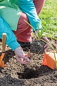 Woman untangling the roots of a Kniphofia seedling in a pot for better growth.