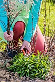 Woman cleaning a clump of goldenrod (Solidago sp) in spring: old stems from last year are removed.