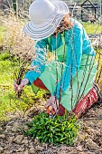 Woman cleaning a clump of goldenrod (Solidago sp) in spring: old stems from last year are removed.