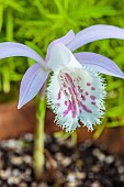 Pleione (Pleione grandiflora) in flower, pot-grown, in April.