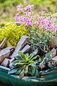 Realization of a mini garden of crevice garden in pot, in step by step. mini-rocks several weeks after planting.