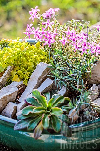 Realization_of_a_mini_garden_of_crevice_garden_in_pot_in_step_by_step_minirocks_several_weeks_after_