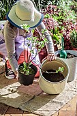 Woman planting a redcurrant in a pot on a terrace: choice of container.