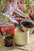 Woman planting a red currant in a pot on a terrace: adding a drainage layer to the bottom of the pot.