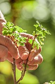 Hand holding branches of a redcurrant tree in flower.