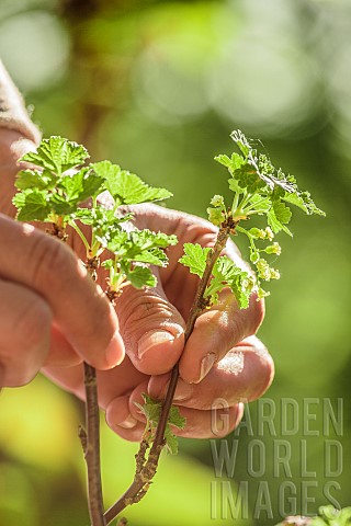 Hand_holding_branches_of_a_redcurrant_tree_in_flower
