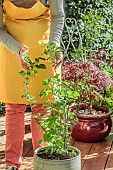 Woman inspecting a potted redcurrant tree in flower.