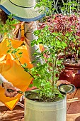 Woman giving organic fertilizer to a currant tree grown in a pot.