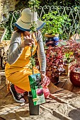 Woman inspecting a newly purchased columnar apple tree.