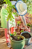 Woman planting a young fruit tree, an apple tree, in a large pot.