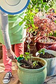 Woman planting a young fruit tree (apple tree) in a large pot.