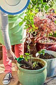 Woman planting a young fruit tree (apple tree) in a large pot.