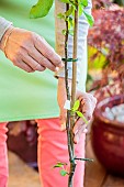 Woman staking a young fruit tree (apple tree) grown in a pot.