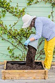 Woman setting up a mini vegetable garden on a terrace step by step.