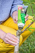 Woman applying healing putty to a damaged young peach tree.