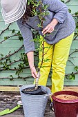 Woman planting a young peach tree in a pot on a terrace in step-by-step. Soaking the root ball.