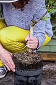 Woman planting a young peach tree in a pot on a terrace in step-by-step. Taking the tree out of its container.