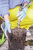 Woman planting a young peach tree in a pot on a terrace in step-by-step. Taking the tree out of its container.