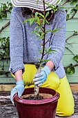 Woman planting a young peach tree in a pot on a terrace step by step. Positioning in the destination pot.