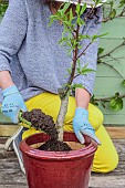 Woman planting a young peach tree in a pot on a terrace step by step. Filling the pot with substrate.